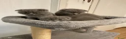 Scottish gatti in vendita: Gattini scottish - Annuncio 4