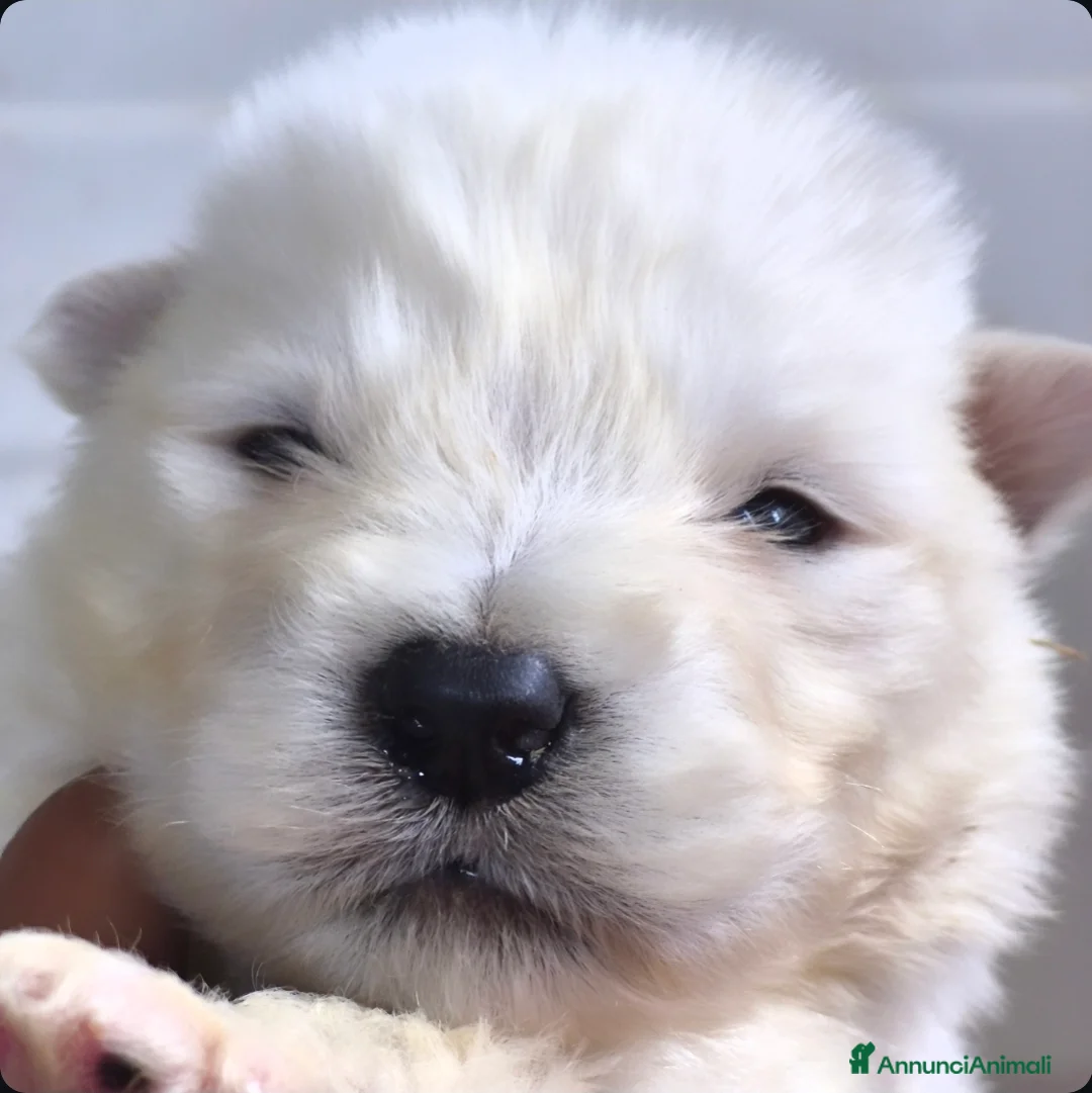 Alaskan Malamute cani in vendita: Alaskan Malamute cuccioli  - Annuncio 2
