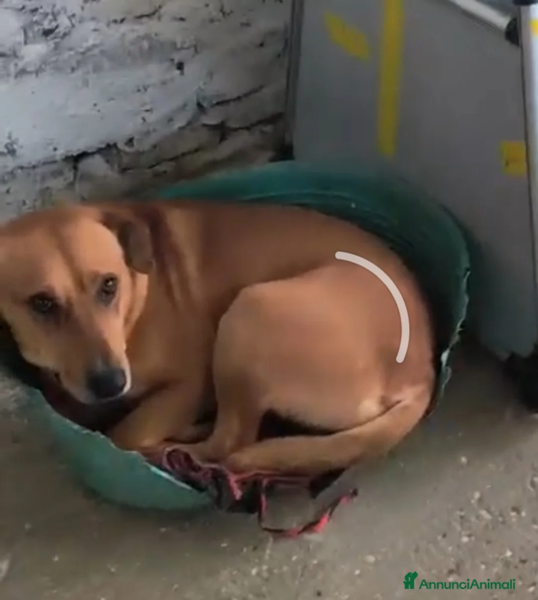 Meticcio cani in regalo: Nessuno salva Codi 5/6anni SOS aiuto in Italia!!  - Annuncio 2