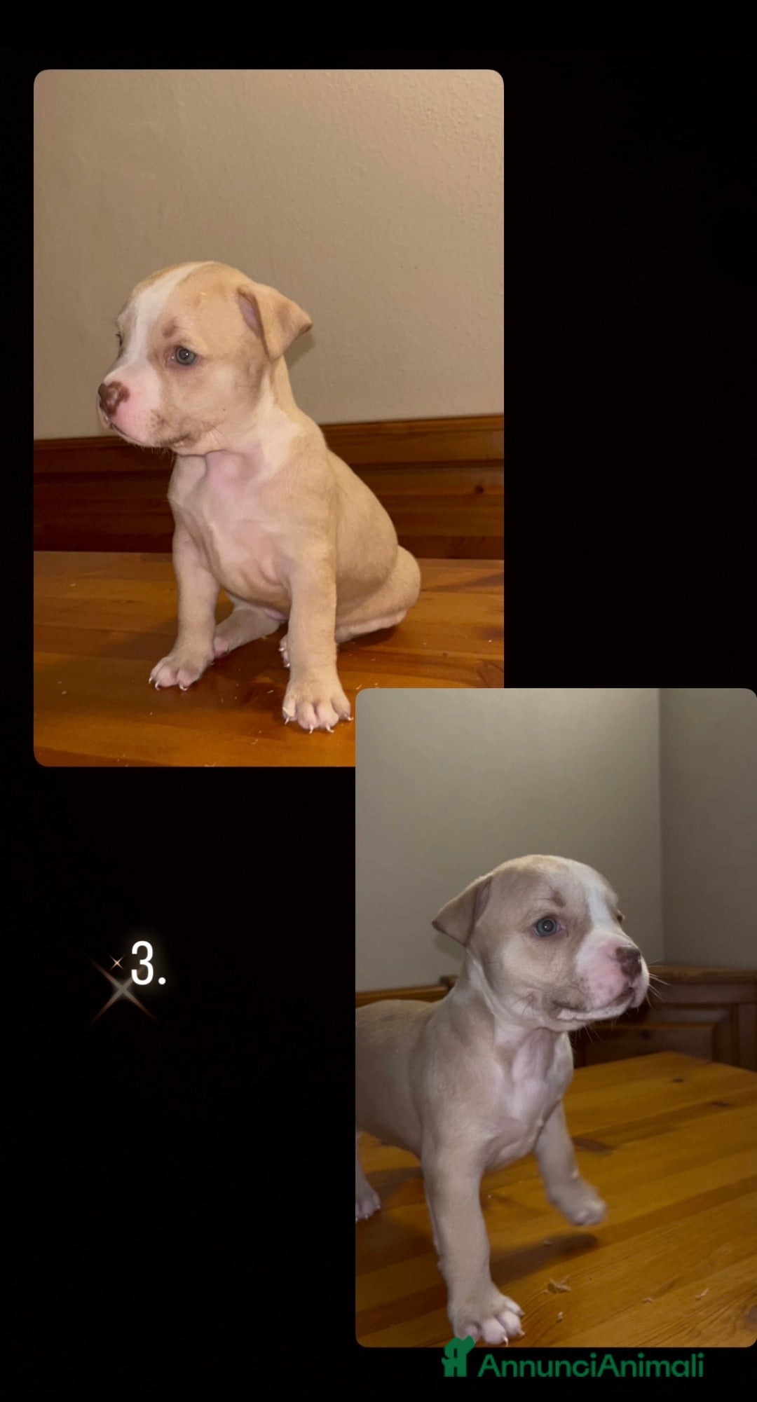 Pitbull cani in vendita: Cuccioli di pitbull - Annuncio 4