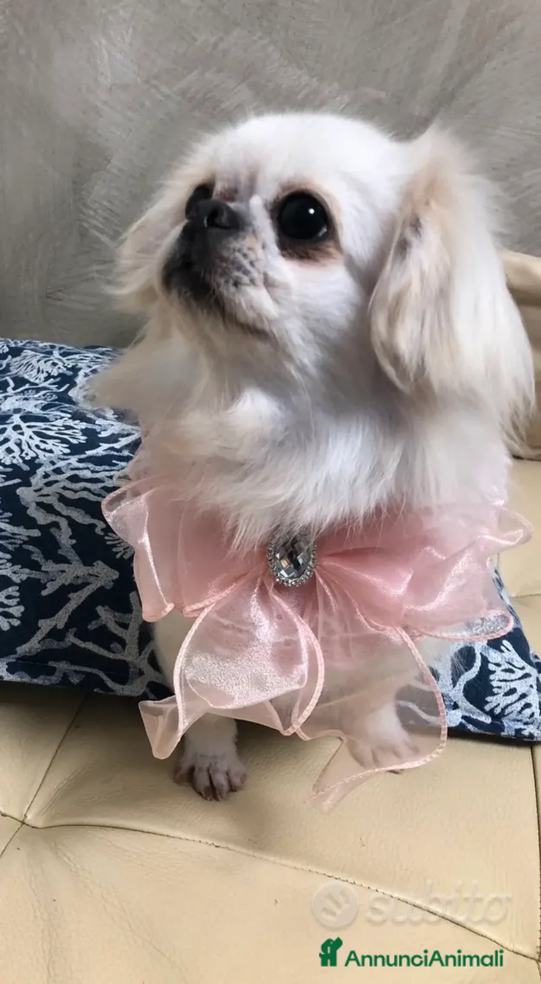 Chihuahua cani in vendita: Chihuahua femmina a pelo lungo  - Annuncio 6