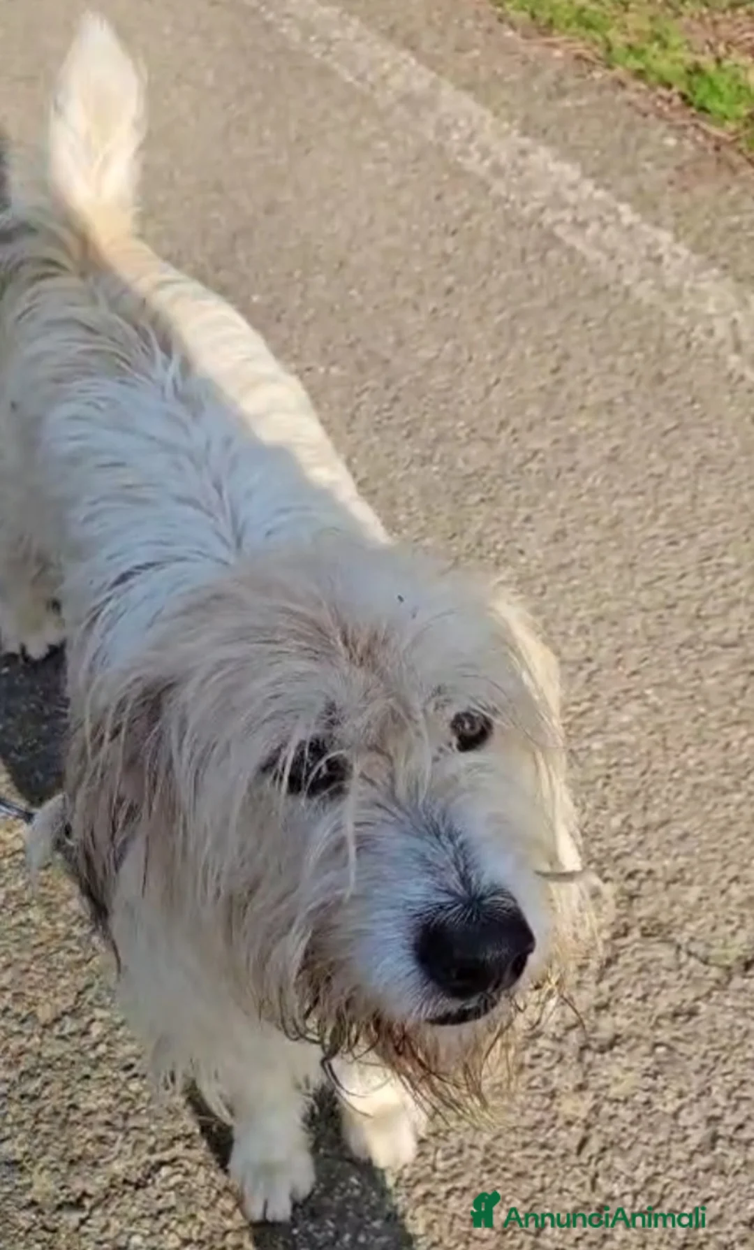 Meticcio cani in regalo: Otto simil Spinone 4anni tolgo ad 1aguzzino.NOVARA a Città metropolitana di Milano - Annuncio 3