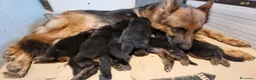 Pastore Tedesco cani in vendita: cuccioli pastore tedesco - Annuncio 10