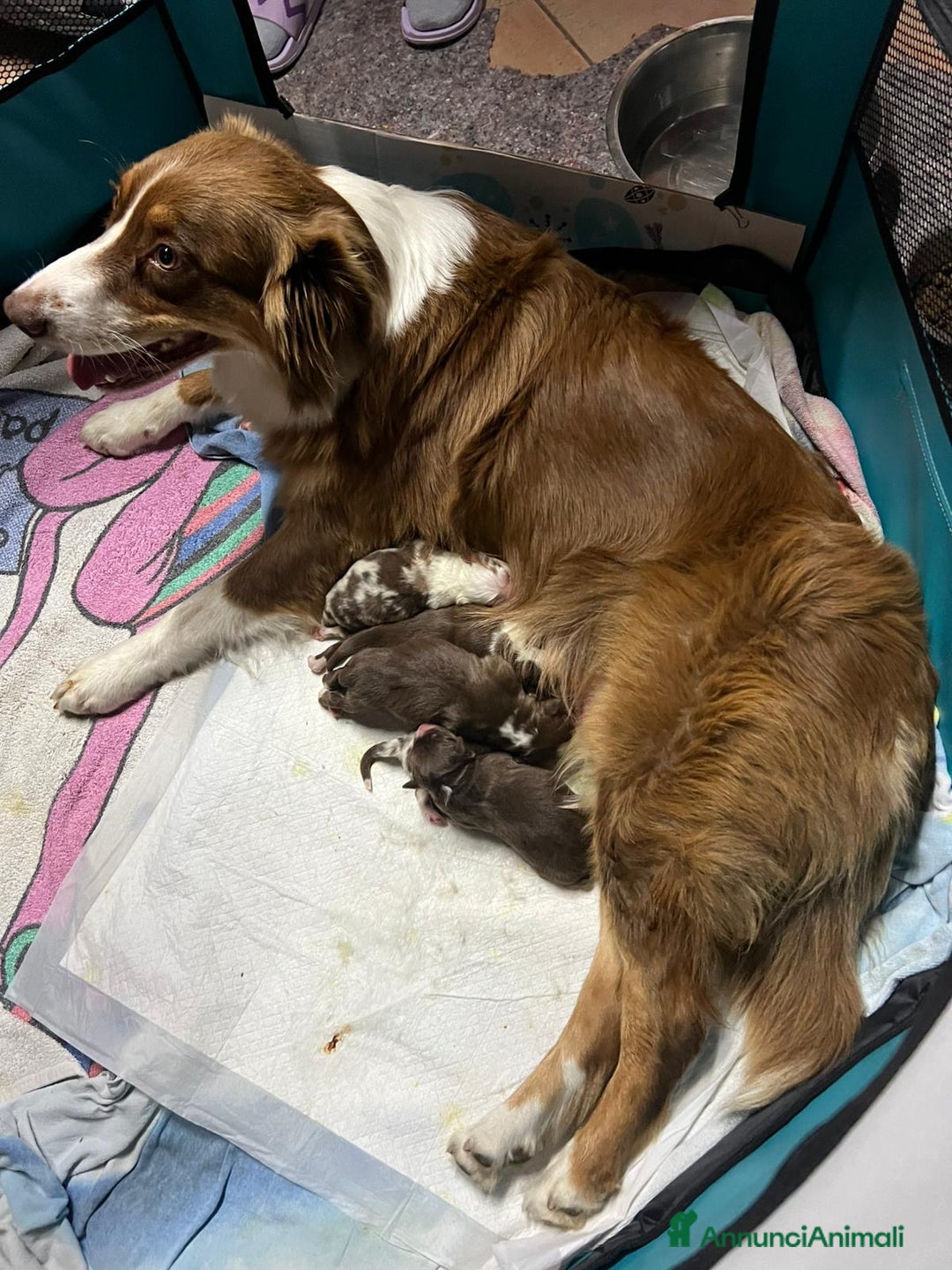 Australian Shepherd cani in vendita: Cucciolo di Australian Shepherd - Annuncio 5