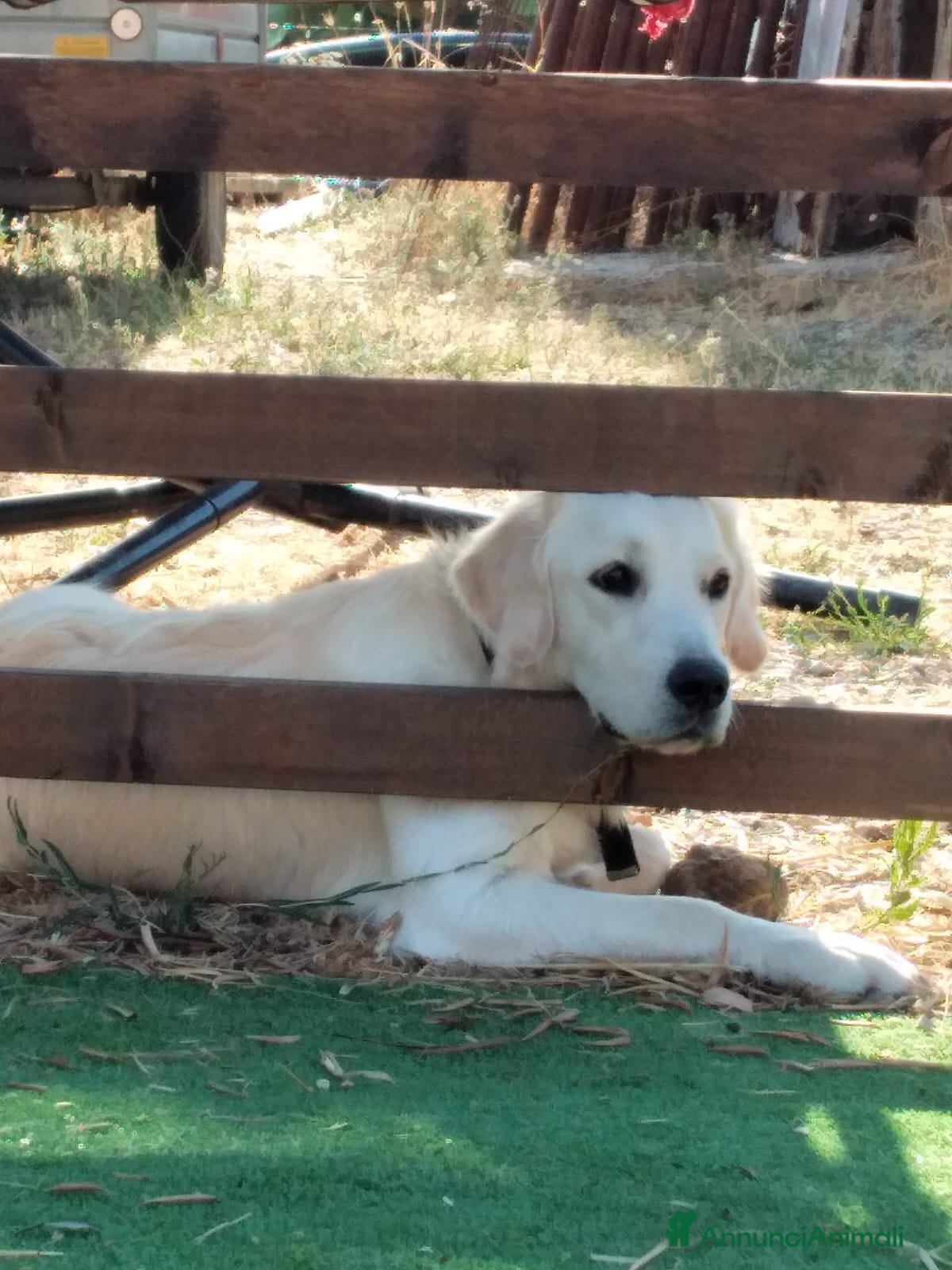 Golden Retriever cani Vendesi cuccioli Golden Retriever - Annuncio 1