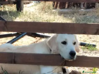 Golden Retriever cani Vendesi cuccioli Golden Retriever - Annuncio 3