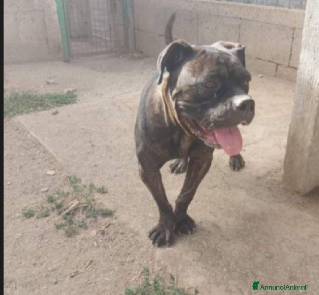 Meticcio cani in regalo: Molossa mix Pit/Corso tigrata triste in box.SALERN a Città metropolitana di Milano - Annuncio 1