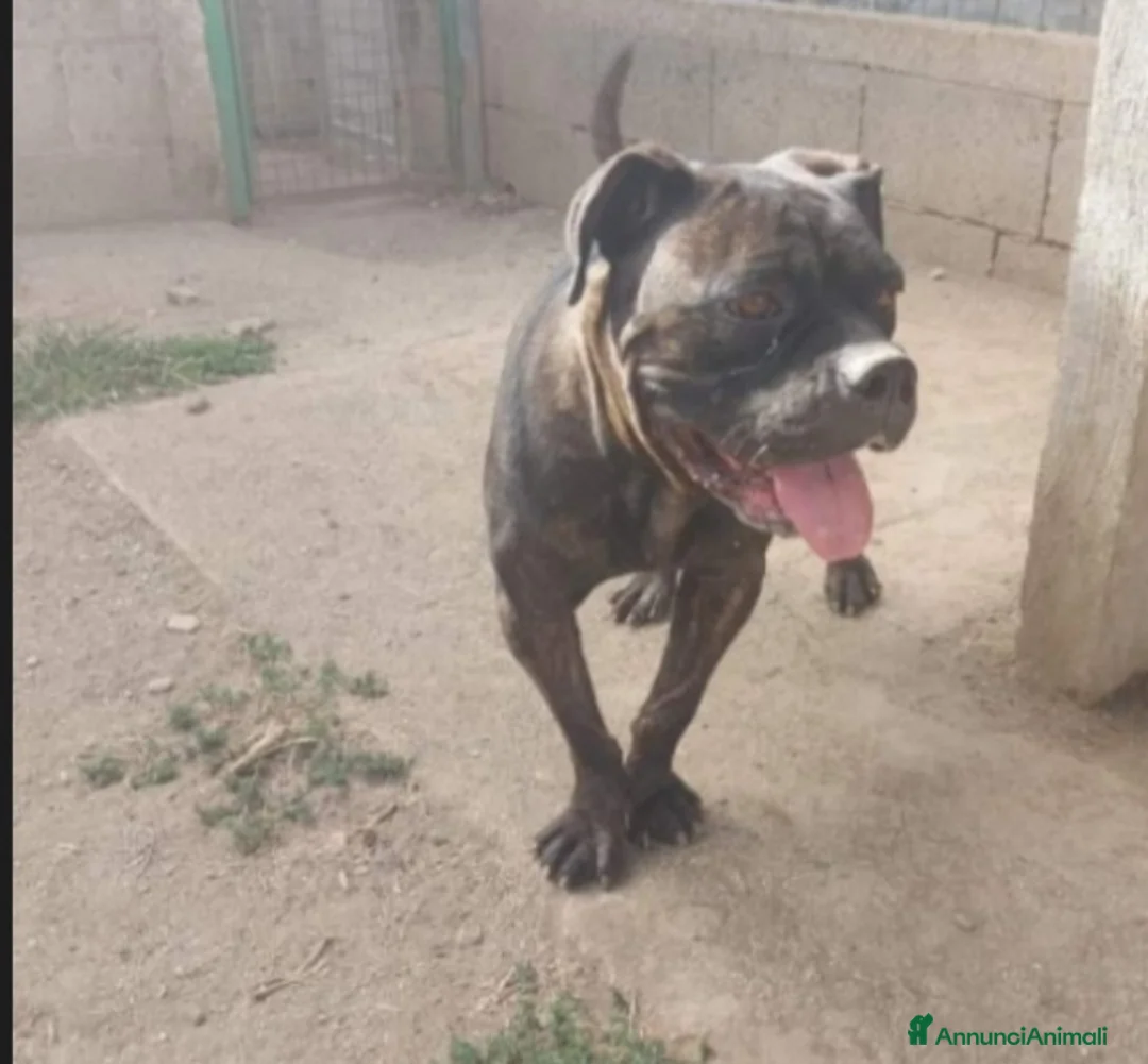 Meticcio cani in regalo: Molossa mix Pit/Corso tigrata triste in box.SALERN a Città metropolitana di Milano - Annuncio 1