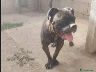 Meticcio cani Molossa mix Pit/Corso tigrata triste in box.SALERN - Annuncio 11