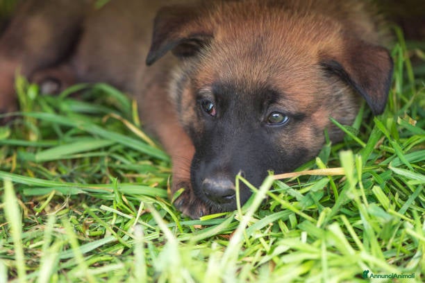Pastore Belga cani Allevamento Pastore Belga Malinois in Italia a Provincia di Potenza - Annuncio 2