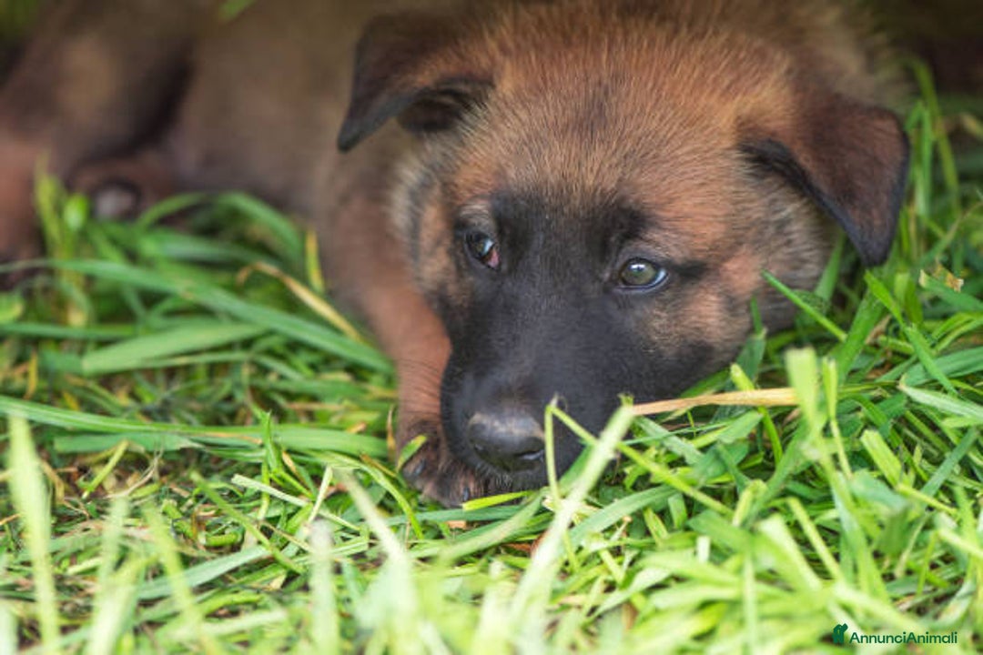 Pastore Belga cani in vendita: Allevamento Pastore Belga Malinois in Italia a Provincia di Potenza - Annuncio 2