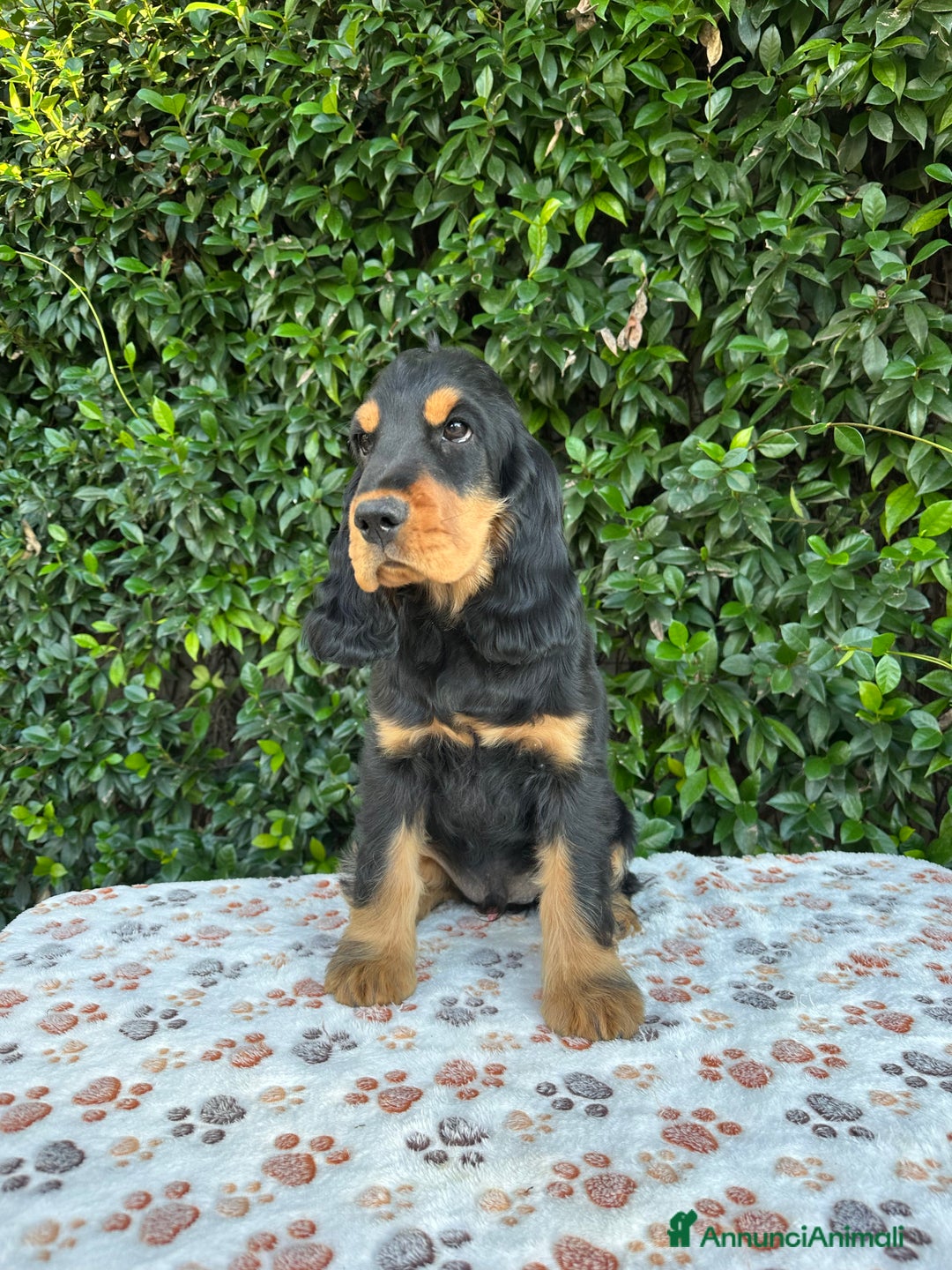 Cocker cani in vendita: Cocker spaniel inglese  - Annuncio 3