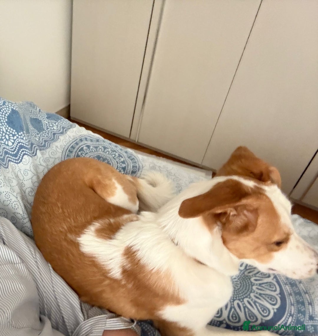 Meticcio cani in regalo: Mila, cane super dolce! - Annuncio 10