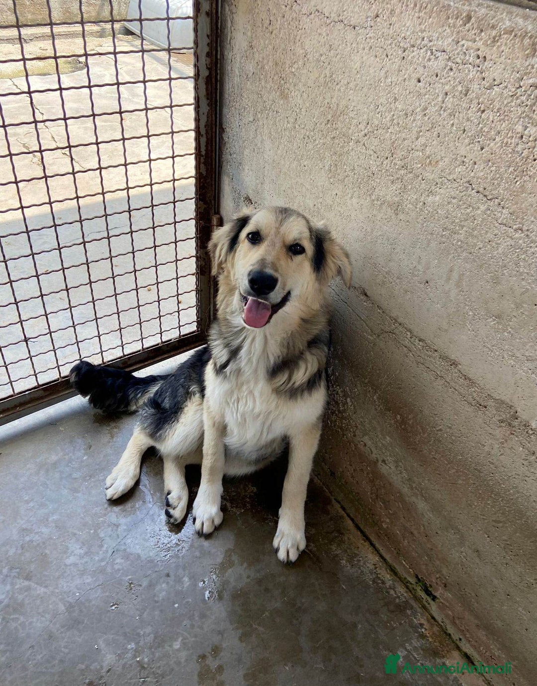 Meticcio cani in regalo: LEONE, cagnolone straordinario! Tg grande. - Annuncio 3