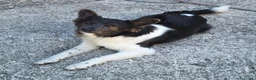 Meticcio cani in regalo: Tahir 8 mesi taglia media piccola  - Annuncio 3