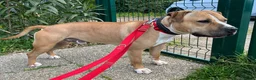 Meticcio cani in regalo: PABLO CERCA CASA - Annuncio 10