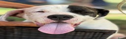Dogo Argentino cani in regalo: VINCENT, fantastico molossone cerca famiglia - Annuncio 9