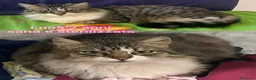 Altre razze gatti in regalo: GATTINI ABBANDONATI: URGENTE  a Città Metropolitana di Torino - Annuncio 5