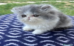 Persiano gatti in vendita: Cucciolo gatto persiano  a Città Metropolitana di Torino - Immagine 1