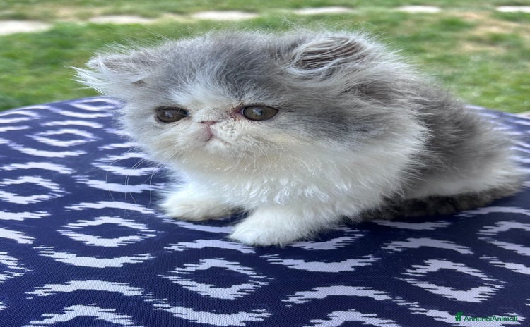 Persiano gatti a Città Metropolitana di Torino - Annuncio 6