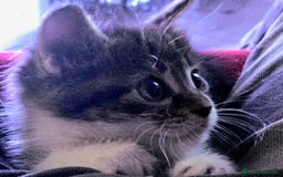 Altre razze gatti in regalo: URGENTE GATTINI CERCANO CASA a Provincia di Benevento - Immagine 4