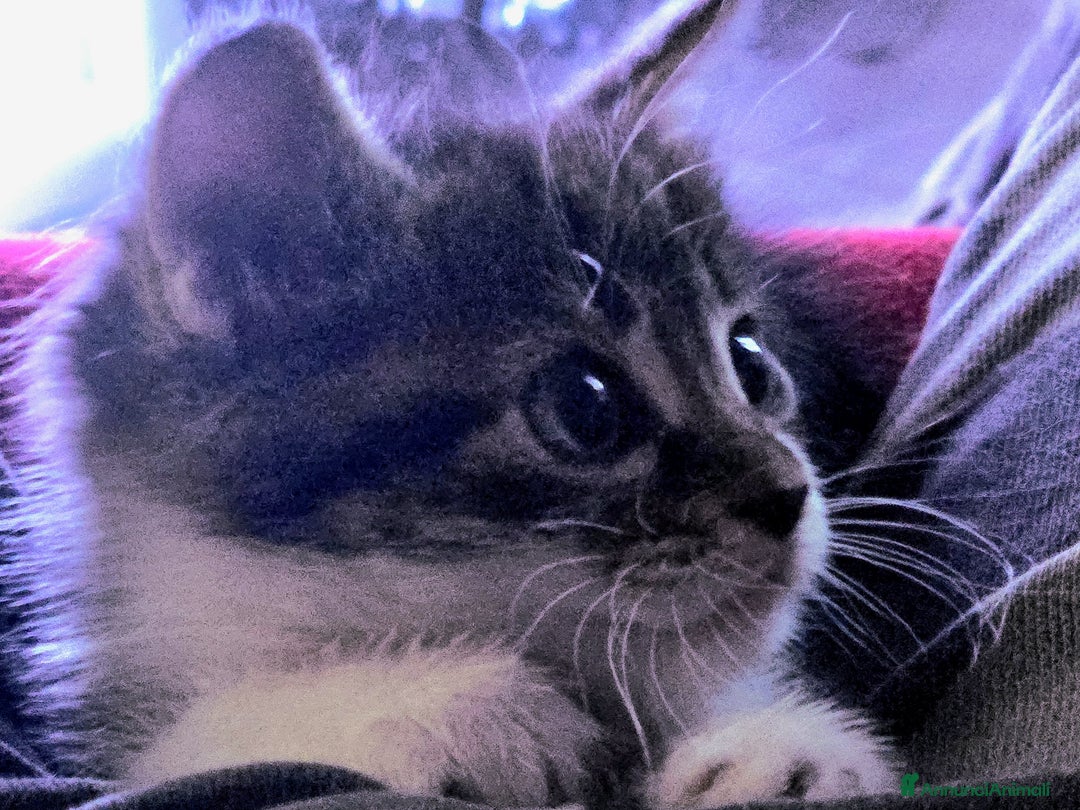 Altre razze gatti in regalo: URGENTE GATTINI CERCANO CASA a Provincia di Benevento - Immagine 4