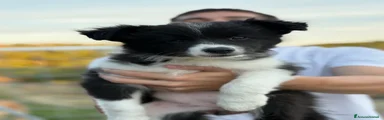 Border Collie 2