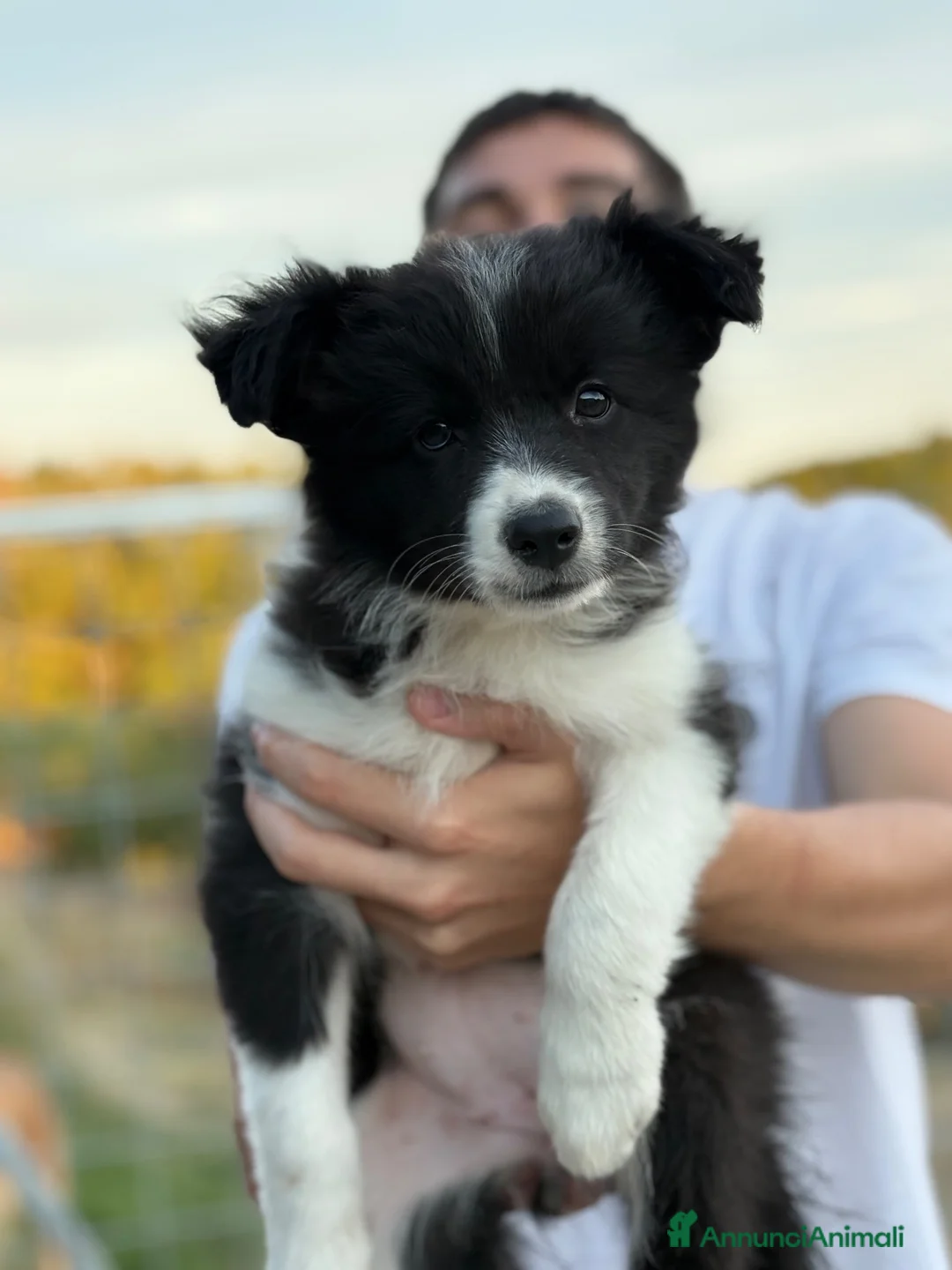 Border Collie cani in vendita: Border collie - Annuncio 7