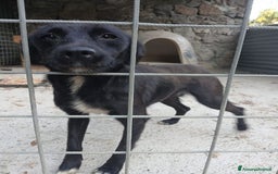 Meticcio cani in regalo: ROSY piccola cagnolina di nessuno - brava a Città Metropolitana di Bologna - Immagine 2