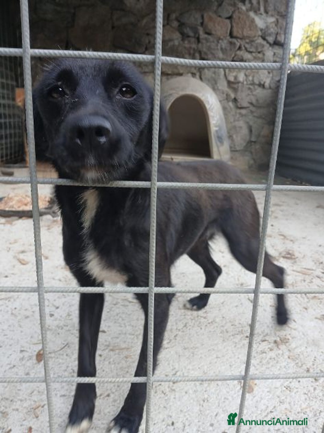 Meticcio cani in regalo: ROSY piccola cagnolina di nessuno - brava a Città Metropolitana di Bologna - Immagine 2