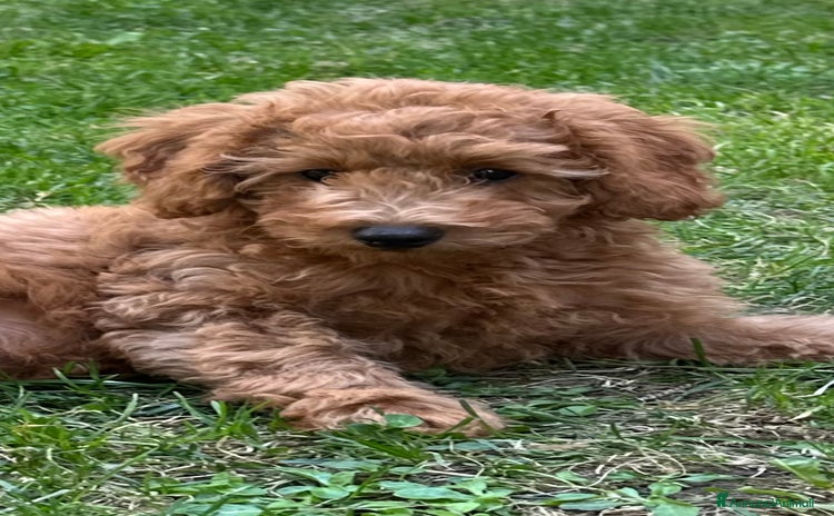Barboncino cani a Città Metropolitana di Torino - Annuncio 14
