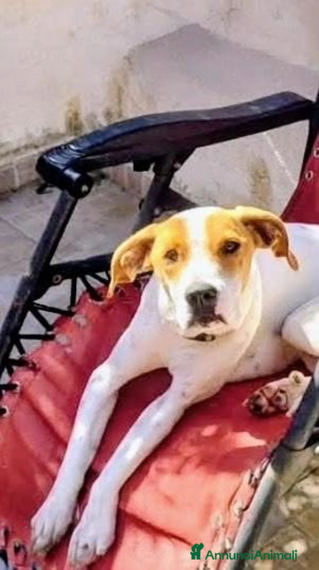 Meticcio cani in regalo: 1 anno taglia media, rinuncia  - Annuncio 2