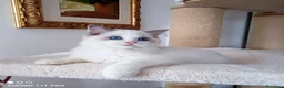 Ragdoll gatti in vendita: Stupendo cucciolo ragdoll con pedigree ministerial - Annuncio 4