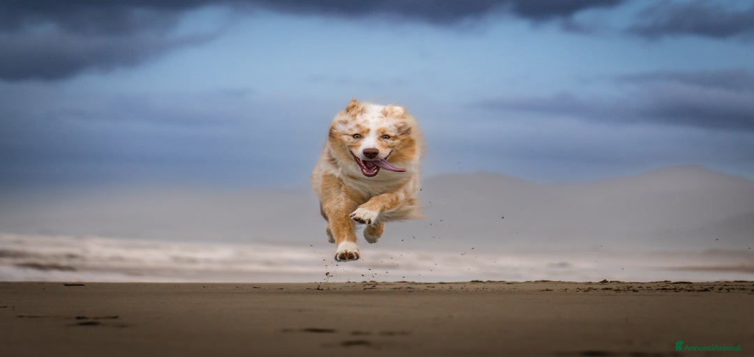 Immagine della galleria {{count}}