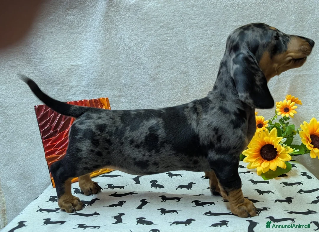 Bassotto cani in vendita: Bassotto tedesco standard pelo corto pedigree ENCI - Annuncio 1