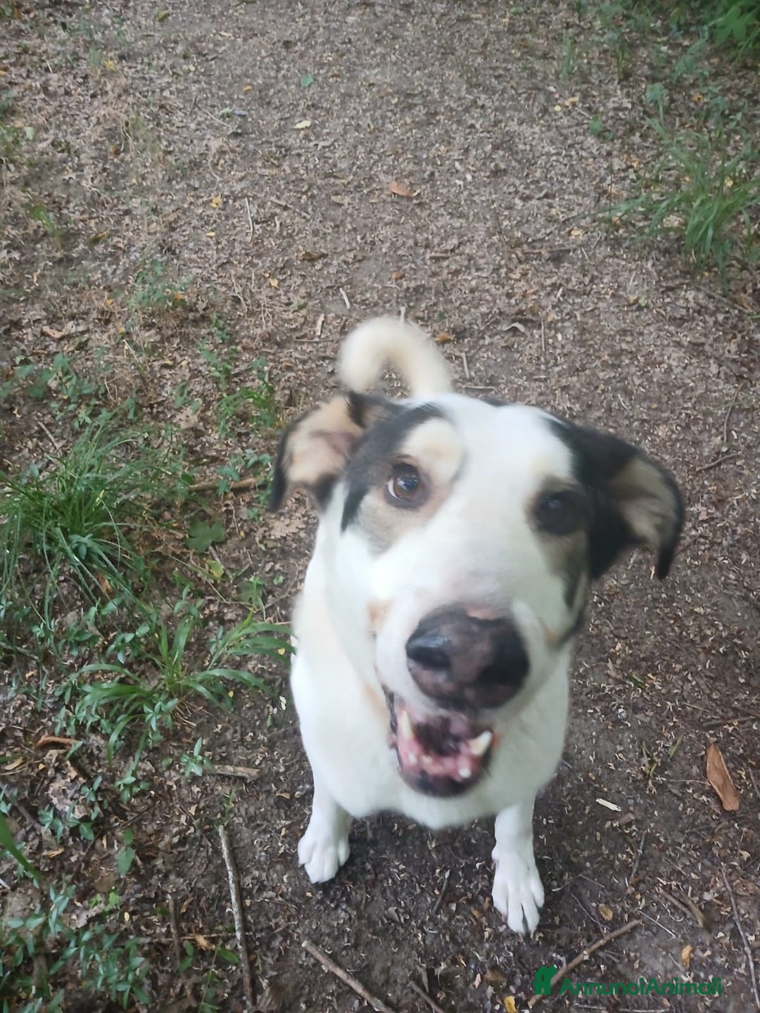 Meticcio cani in regalo: POLDO a Città Metropolitana di Genova - Annuncio 6