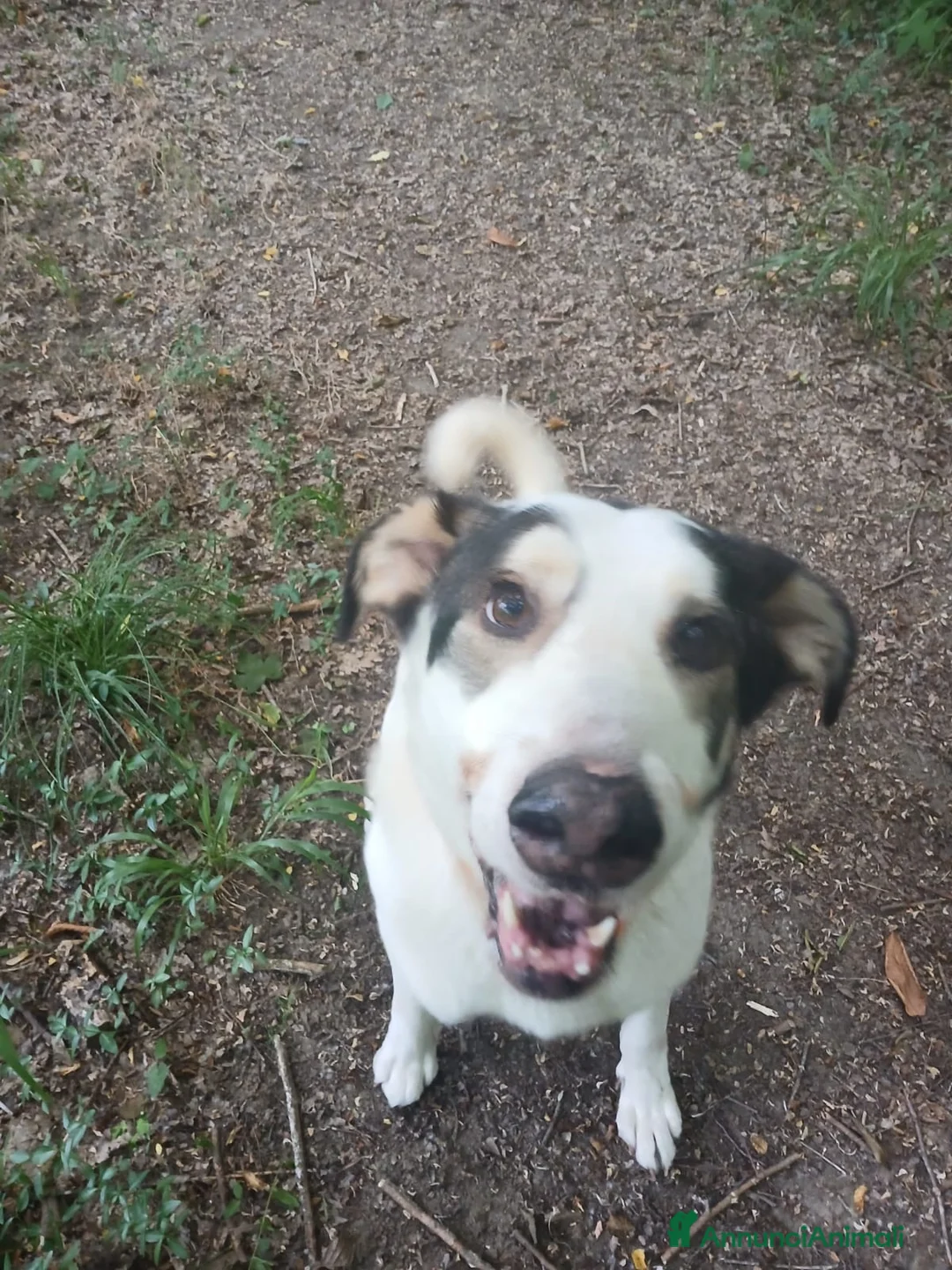 Meticcio cani in regalo: POLDO a Città Metropolitana di Genova - Annuncio 6