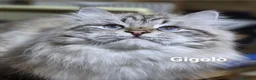 Siberiano gatti in vendita: Cuccioli di gatto siberiano neva masquerade - Annuncio 22