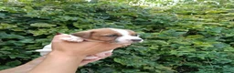 Jack Russell cani in vendita: Cuccioli di Jack Russell  - Annuncio 3