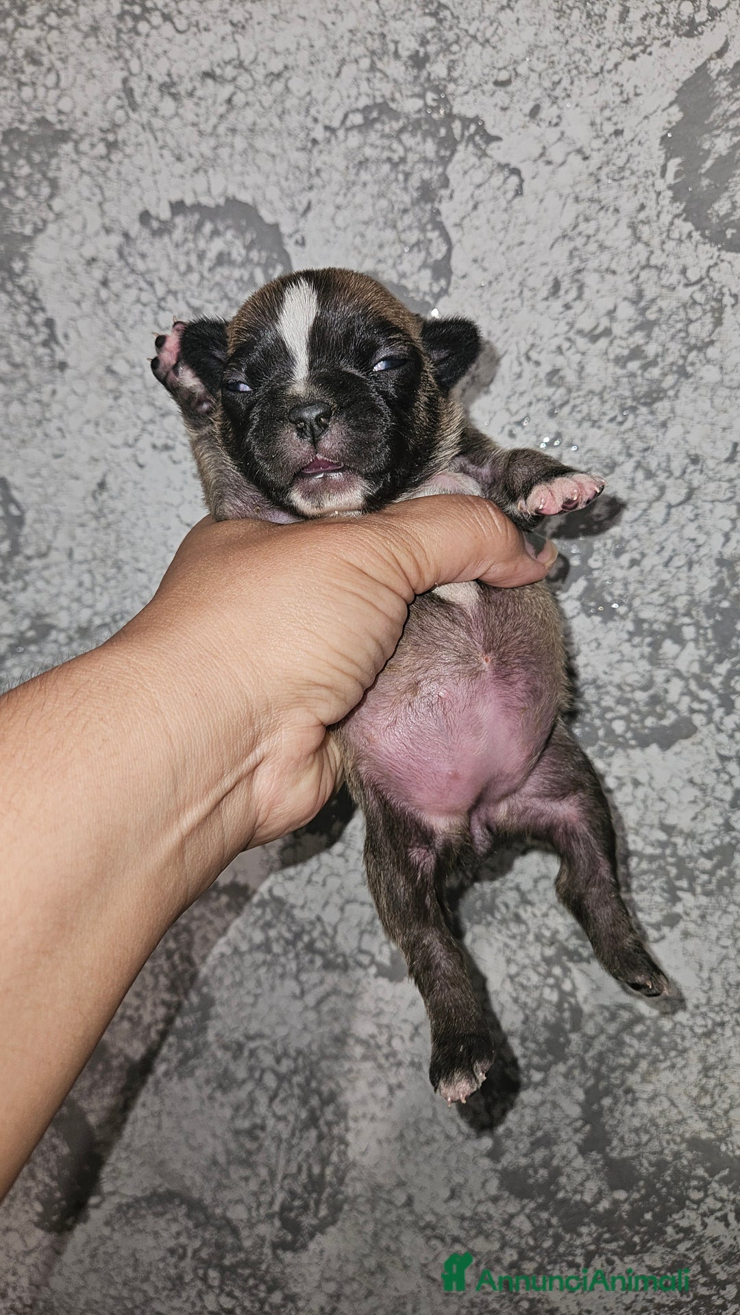 Bulldog Francese cani in vendita: Bulldog francese  a Città Metropolitana di Torino - Immagine 2