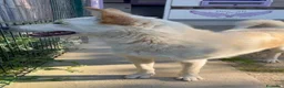 Meticcio cani in regalo: ROMEO  a Provincia di Parma - Annuncio 8