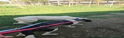 Meticcio cani in regalo: Kinder e Kira: giovani adozione di coppia  - Annuncio 29