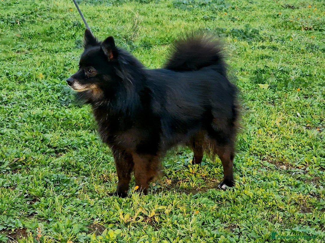 Volpino Italiano cani in vendita: Cucciola di volpino italiano con pedigree Enci  a Province of Foggia - Immagine 7