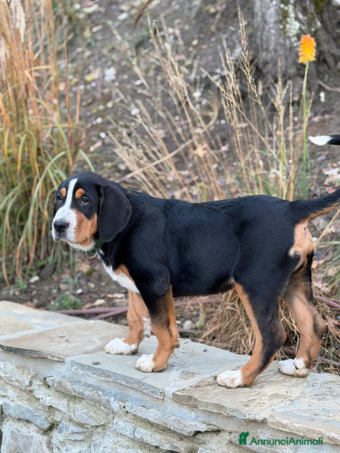 Grande Bovaro Svizzero cani in vendita: Disponibili cuccioli di grande bovaro svizzero - Annuncio 6