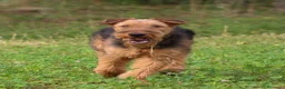 Airedale Terrier cani in vendita: Cucciolone di airedale terrier  - Annuncio 5