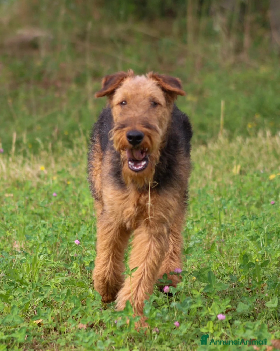 Airedale Terrier cani in vendita: Cucciolone di airedale terrier  - Annuncio 5