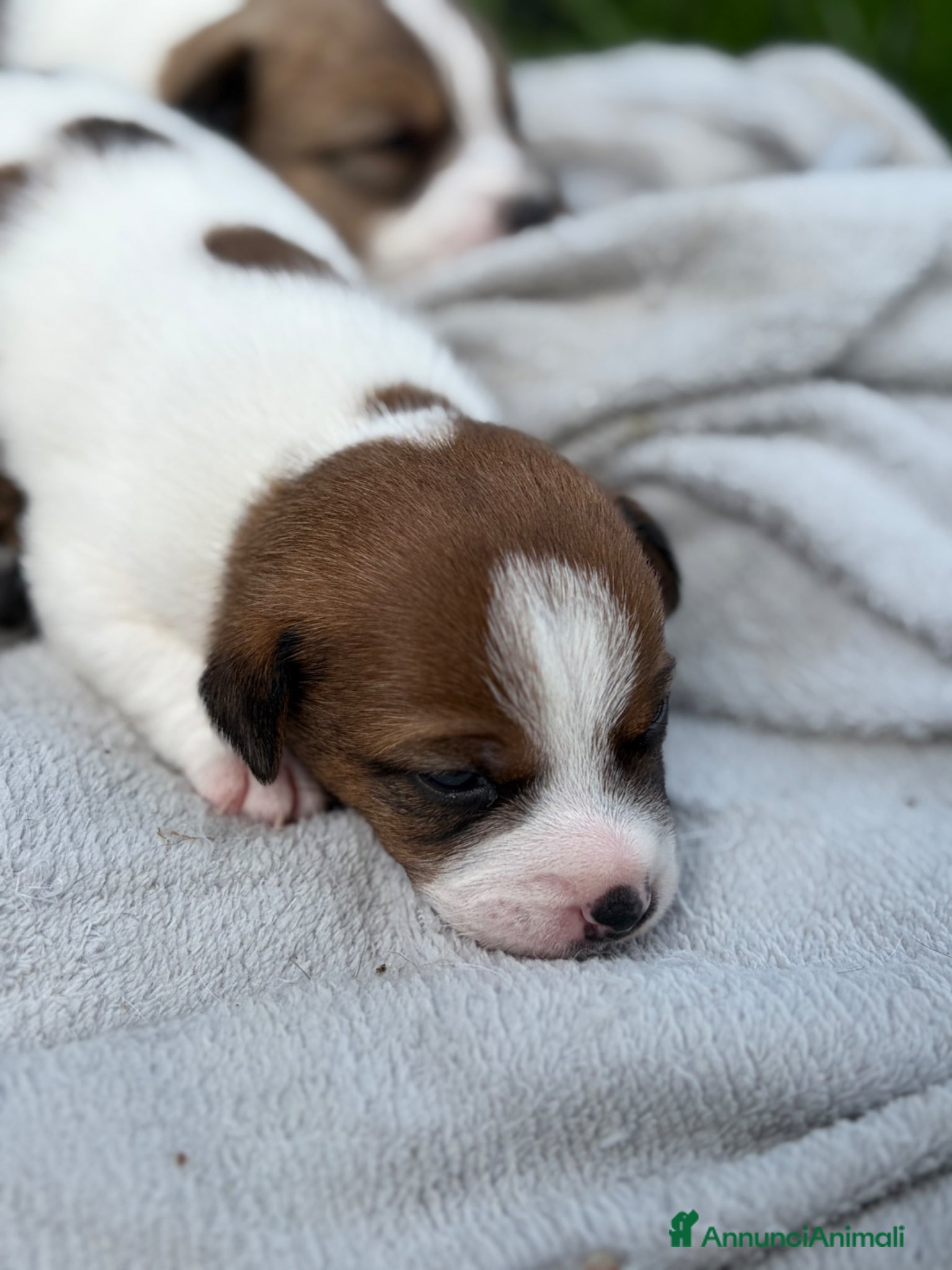 Jack Russell cani Splendidi cuccioli di jack Russell terrier  - Annuncio 2