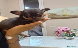 Chihuahua cani in vendita: Chiuhuha Femmina mini toy a Provincia di Monza e della Brianza - Immagine 2