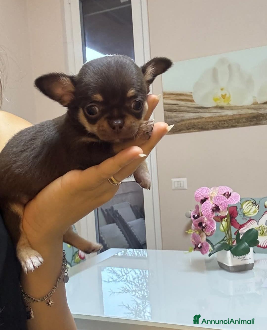 Chihuahua cani in vendita: Chiuhuha Femmina mini toy a Provincia di Monza e della Brianza - Immagine 2