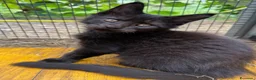 Maine Coon gatti in vendita: Cucciolo black smoke di maine coon (Tequila) - Annuncio 20